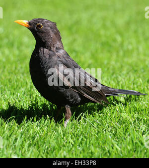 Europäische Amsel im Rasen Neuseeland Stockfoto