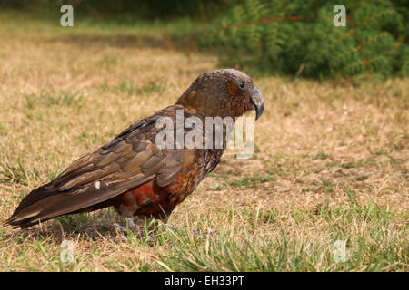 Kaka Papagei Vogel Kapiti Island Neuseeland Stockfoto