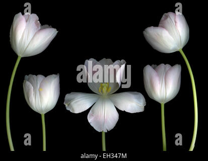Weiße Tulpen vor schwarzem Hintergrund isoliert Stockfoto
