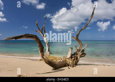 Barbados Strand, großes Stück Treibholz auf Sand.  Türkisfarbenes Meer, blauer Himmel, flauschige weiße Wolken. Stockfoto