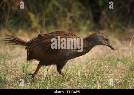 WEKA flugunfähigen Vogel auf Kapiti Island Neuseeland Stockfoto