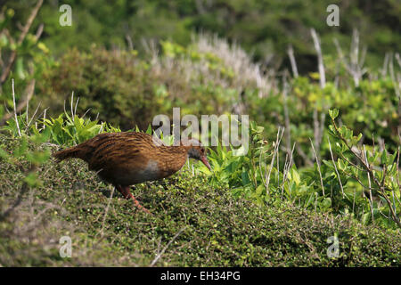 WEKA flugunfähigen Vogel auf Kapiti Island Neuseeland Stockfoto