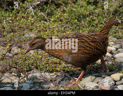 WEKA flugunfähigen Vogel auf Kapiti Island Neuseeland Stockfoto