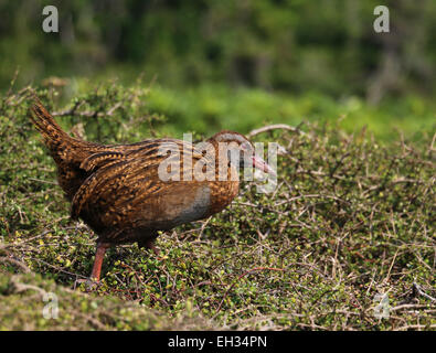 WEKA flugunfähigen Vogel auf Kapiti Island Neuseeland Stockfoto