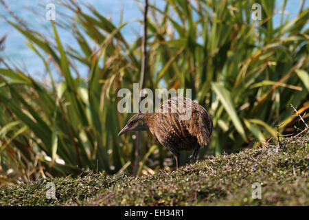 WEKA flugunfähigen Vogel auf Kapiti Island Neuseeland Stockfoto