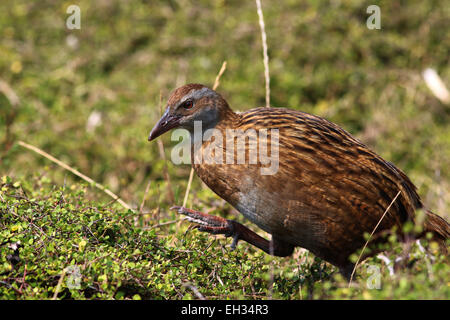 WEKA flugunfähigen Vogel auf Kapiti Island Neuseeland Stockfoto