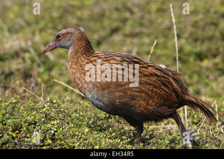 WEKA flugunfähigen Vogel auf Kapiti Island Neuseeland Stockfoto