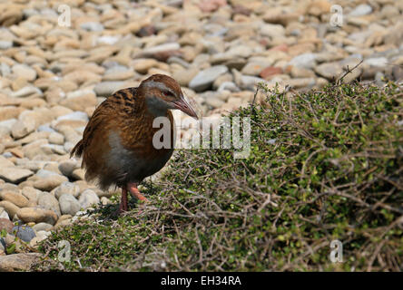 WEKA flugunfähigen Vogel auf Kapiti Island Neuseeland Stockfoto