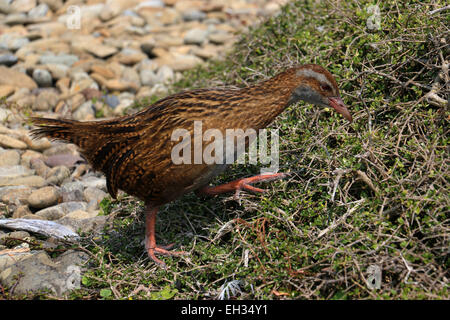 WEKA flugunfähigen Vogel auf Kapiti Island Neuseeland Stockfoto