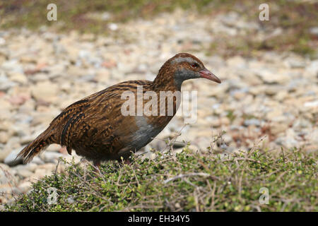 WEKA flugunfähigen Vogel auf Kapiti Island Neuseeland Stockfoto