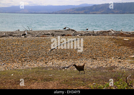 WEKA flugunfähigen Vogel auf Kapiti Island Neuseeland Stockfoto