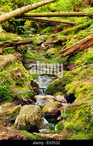 Der Urwald mit mossed Boden und den Bach - HDR Stockfoto