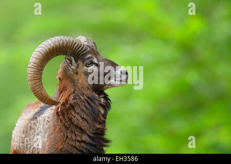 Europäischer Mufflon (Ovis Orientalis Musimon) Ram Looking Up an der Seite, Hessen, Deutschland, Europa Stockfoto