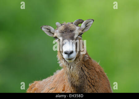 Porträt des alten weiblichen europäischen Mufflon (Ovis Orientalis Musimon), Hessen, Deutschland, Europa Stockfoto