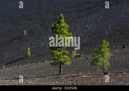 Ponderosa Pine entlang der vulkanischer Schlackenkegel auf dem Cinder Cone Trail im Lassen Volcanic National Park, Kalifornien, USA Stockfoto