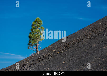 Ponderosa Pine auf Schlackenkegel auf dem Cinder Cone Trail im Lassen Volcanic National Park, Kalifornien, USA Stockfoto