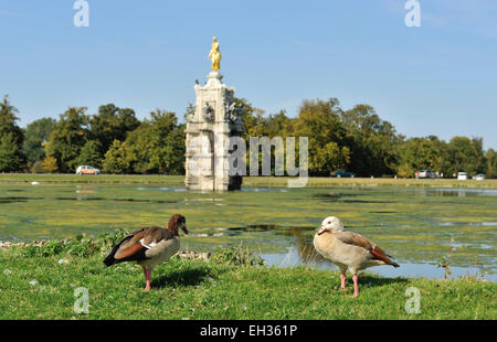 Paar der ägyptischen Gänse von Diana Fountain bedeckt in Wasserlinsen im Sommer, Bushy Park, London, UK Stockfoto