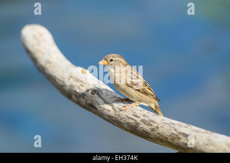 Nahaufnahme der Haussperling (Passer Domesticus) im Sommer, Bayern, Deutschland Stockfoto