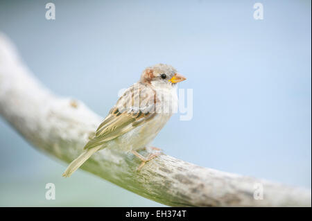 Nahaufnahme der Haussperling (Passer Domesticus) im Sommer, Bayern, Deutschland Stockfoto