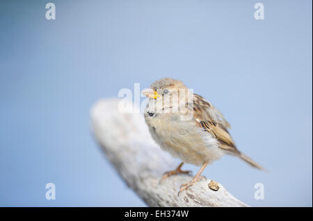 Nahaufnahme der Haussperling (Passer Domesticus) im Sommer, Bayern, Deutschland Stockfoto