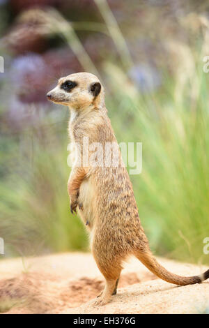 Nahaufnahme der Erdmännchen oder Suricate (Suricata Suricatta) im Sommer, Bayern, Deutschland Stockfoto