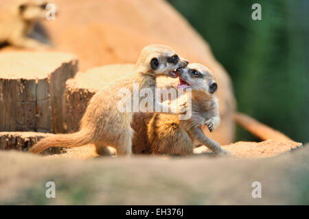 Nahaufnahme der Erdmännchen oder Suricate (Suricata Suricatta) Jugendliche im Sommer, Bayern, Deutschland Stockfoto