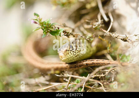 Nahaufnahme von einer Zauneidechse (Lacerta Agilis) im Sommer, Oberpfalz, Bayern, Deutschland Stockfoto