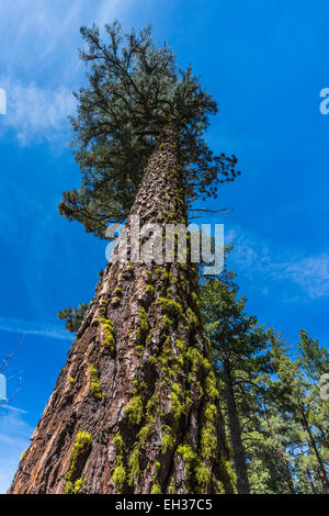 Rot-Tanne, Abies Magnifica, wächst entlang der Lily Pond Nature Trail im Bereich Manzanita Lake der Lassen Volcanic Nationalpark, Stockfoto