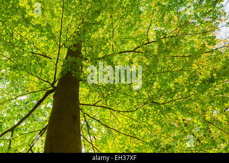 Niedrige Engel Blick auf europäische Buche (Fagus Sylvatica), Naturpark, Spessart, Bayern, Deutschland Stockfoto