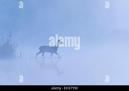 Hind Rothirsch (Cervus Elaphus) Kreuzung Misty Lake, Sachsen, Deutschland Stockfoto