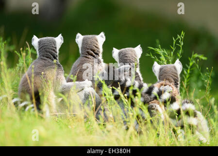 Close-up zurück Blick auf vier, Kattas (Lemur Catta) auf einer Wiese im Sommer, Zoo Augsburg, Schwaben, Bayern, Deutschland Stockfoto