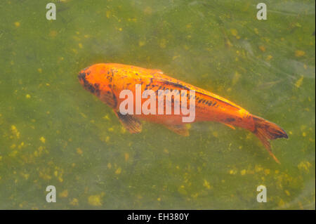 Koi-Fische in einem Teich, UK Stockfoto