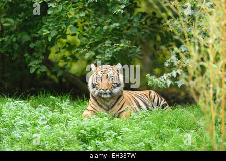 Porträt der Sumatra-Tiger (Panthera Tigris Sumatrae) liegen auf einer Wiese im Sommer, Zoo Augsburg, Schwaben, Bayern, Deutschland Stockfoto