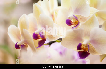 Phalaenopsis Orchidee Fangmei Sweet 'Canary' Stockfoto