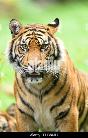 Nahaufnahme der Sumatra-Tiger (Panthera Tigris Sumatrae) auf Wiese im Sommer, Zoo Augsburg, Schwaben, Bayern, Deutschland Stockfoto