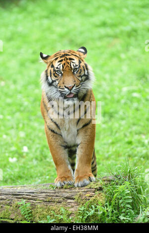 Porträt von Sumatra-Tiger (Panthera Tigris Sumatrae) stehend auf Log in Sommer, Zoo Augsburg, Schwaben, Bayern, Deutschland Stockfoto