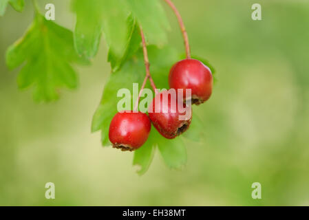 Nahaufnahme von Midland Weißdorn (Crataegus Laevigata) Früchte im späten Sommer, Oberpfalz, Bayern, Deutschland Stockfoto