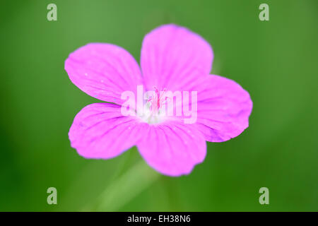 Nahaufnahme der Wiese Storchschnabel (Geranium Pratense) blühen im späten Sommer, Oberpfalz, Bayern, Deutschland Stockfoto