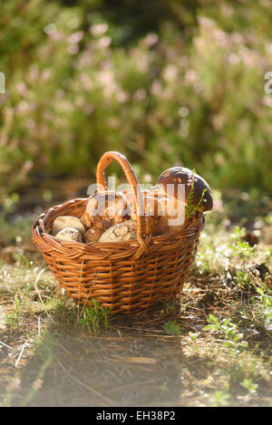 Nahaufnahme von einem Korb voll mit ungenießbaren Pilze auf dem Boden, im Frühherbst, Oberpfalz, Bayern, Deutschland Stockfoto