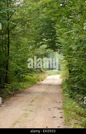 Landschaftlich eine kleine Straße gehen durch den Wald im Frühherbst, Oberpfalz, Bayern, Deutschland Stockfoto