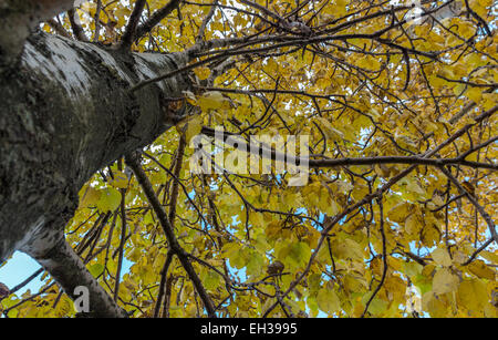 Herbstlaub in Island Stockfoto