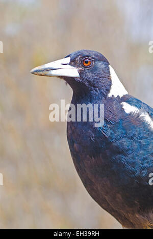 Close up Portrait of Australian Magpie, Gymnorhina tibicen Stockfoto