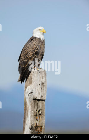 Ein Weißkopfseeadler im Klamath-Becken im Winter. Stockfoto