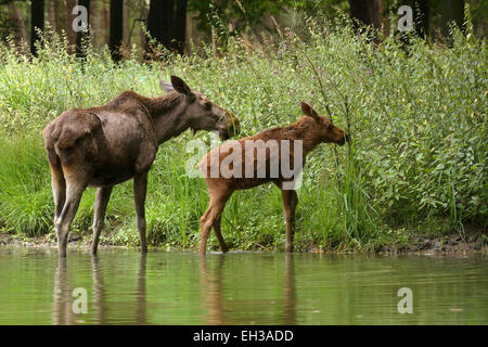 Elch (Alces Alces) Mutter mit Kalb, Deutschland Stockfoto