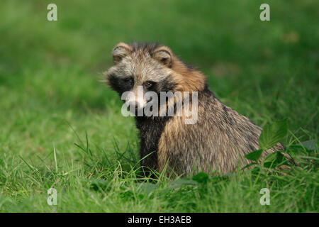 Porträt der Marderhund (Nyctereutes Procyonoides), Hessen, Deutschland Stockfoto