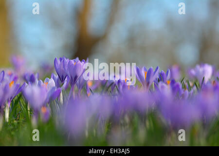 Nahaufnahme von Krokus im Frühjahr, Husum, Schlosspark, Schleswig-Holstein, Deutschland Stockfoto