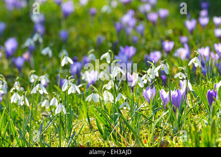 Nahaufnahme von Krokus und Schneeglöckchen im Frühling, Husum, Schlosspark, Schleswig-Holstein, Deutschland Stockfoto