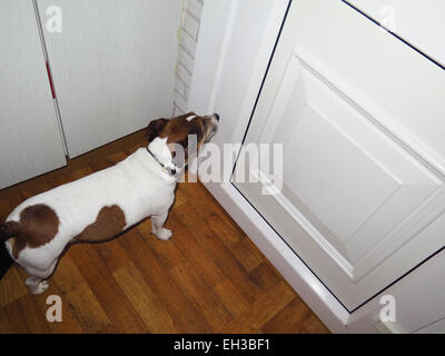 Jack Russell Hund wartet am Tor zu vermieten Stockfoto