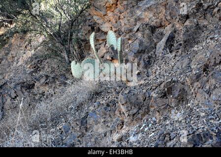 Feigenkaktus auf Hügel, Bisbee, Arizona - USA Stockfoto