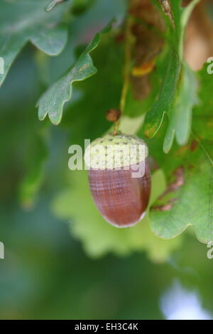 Nahaufnahme eines einzigen Eicheln - englische Eiche Quercus Robur auf dem Baum mit Blättern im Hintergrund Stockfoto